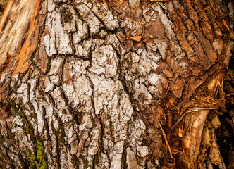 bark of tree. Natural materials