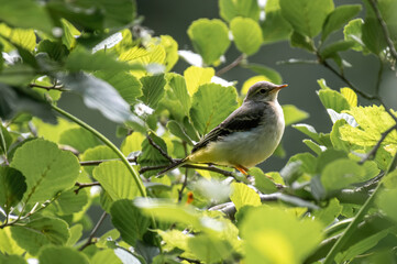 Beautiful nature scene with Wagtail (Motacilla cinerea).