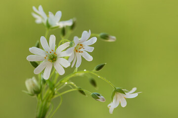 close up of white flowers