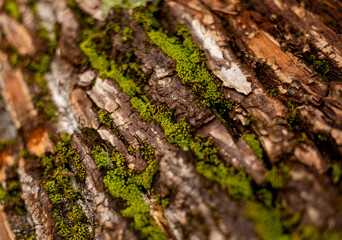 bark of tree. Natural materials