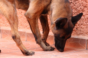 Fototapeta premium Close up de pastor belga olfateando