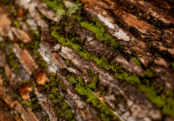 bark of tree. Natural materials