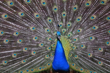 Obraz premium A male peacock shows the beautiful colors of its green-blue feathers and beats a wheel, animal park Bretten, Germany