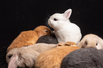 Baby Bunny, Rabbit, Giant flemish red, french lop, flemish giant, holland lop, white mini lop, group