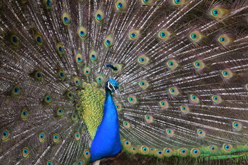 Obraz premium A male peacock shows the beautiful colors of its green-blue feathers and beats a wheel, animal park Bretten, Germany