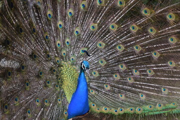 Fototapeta premium A male peacock shows the beautiful colors of its green-blue feathers and beats a wheel, animal park Bretten, Germany