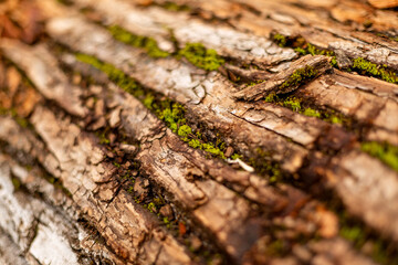 bark of tree. Natural materials