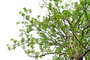 Natural green leaves isolated white background