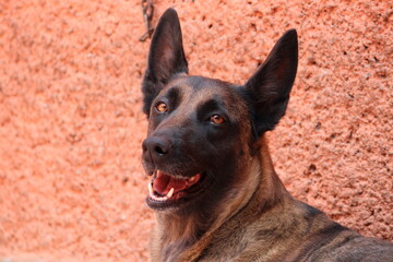 Close up de pastor belga sonriente con fondo de pared anaranjado