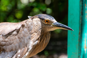Close Up of a Juvenile Black-Crowned Night Heron 