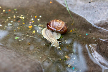 Snail on a leaf in water