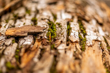 bark of tree. Natural materials