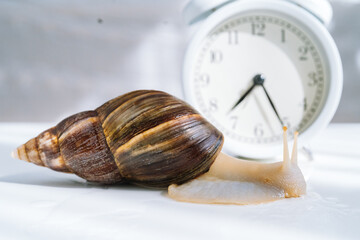 White achatina snail with dark shell crawling near white alarm clock on white background with shadow. Clock and giant african snail Achatina fulica on table. Deadline concept and slow current time.