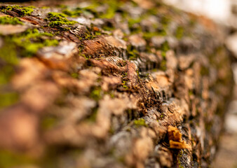 bark of tree. Natural materials