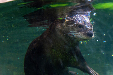 Sea Otter in the Water