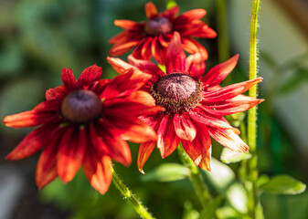 Closeup of light on one red Gerbera flowers in a garden