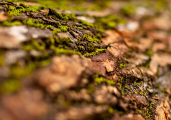 bark of tree. Natural materials