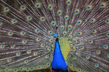 Obraz premium A male peacock shows the beautiful colors of its green-blue feathers and beats a wheel, animal park Bretten, Germany