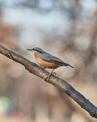 Close up picture of Eurasian nuthatch (Sitta europaea)
