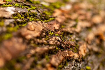 bark of tree. Natural materials