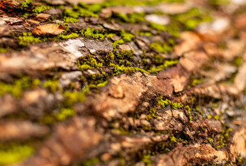 bark of tree. Natural materials