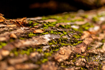 bark of tree. Natural materials