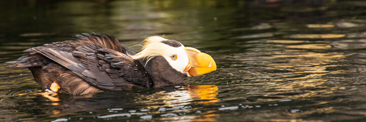Closeup of one adult Tufted Puffin swimming in water