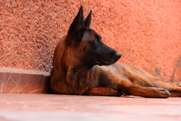 Perro pastor malinois de perfil descansando viendo hacia abajo con fondo de pared naranja