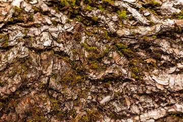 bark of tree. Natural materials