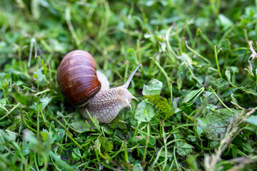 snail on the grass