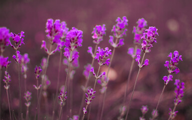 Gentle purple lavender flowers grow on the field outdoors for a bouquet