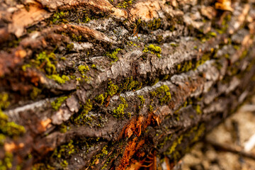bark of tree. Natural materials