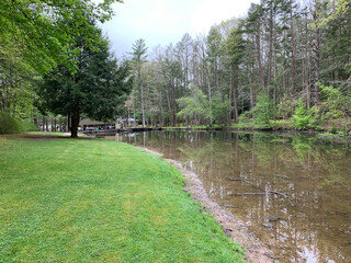 small pond in the woods