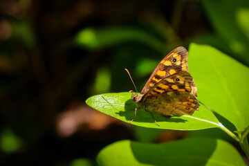 A brown-winged butterfly illuminated by the sun rests on top of a vibrant green leaf in the forest.