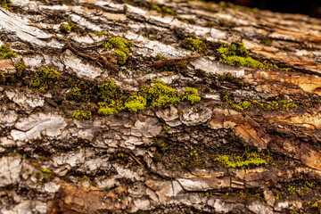 Fototapeta na wymiar bark of tree. Natural materials