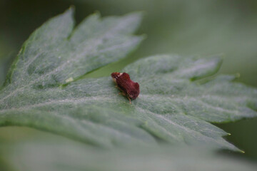 Small brown leafhopper