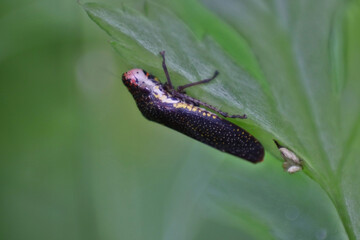 Speckled Sharpshooter