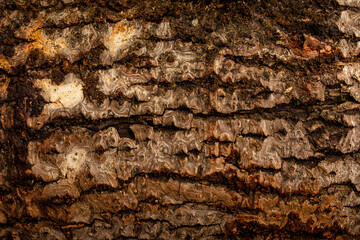 bark of tree. Natural materials