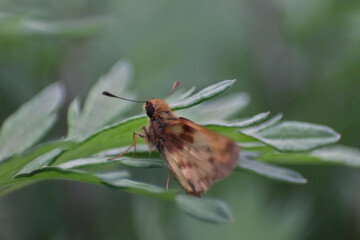 Skipper butterfly