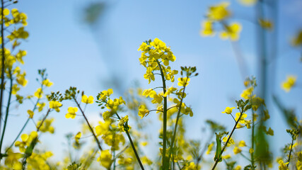 yellow rapeseed (also colza or canola) with blue sky
