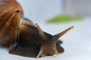 Dark achatina snail with dark shell crawling near white alarm clock on white background with...