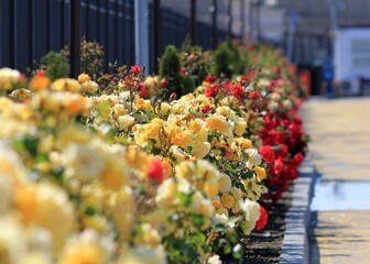 Alley of roses in the port of Varna (Bulgaria)