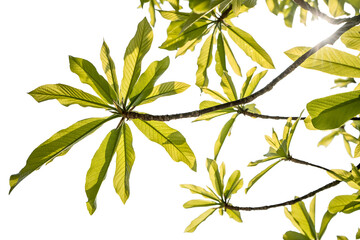 Fototapeta na wymiar Natural green leaves isolated white background