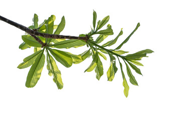 Natural green leaves isolated white background