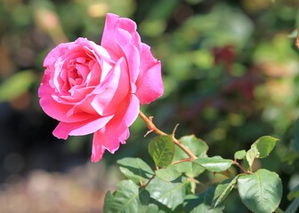 Beautiful pink roses in the Park in spring