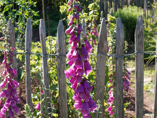 Bell-shaped purple pink flowers of Foxglove or common foxglove (Digitalis purpurea) © Marc