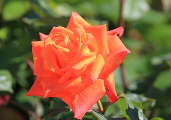 Delicate orange roses in the Park in spring