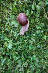 snail on a leaf