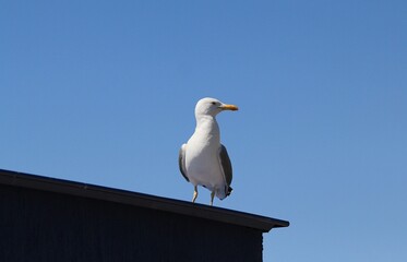Larus argentatus bird in the Park
