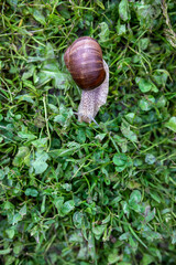 snail on a leaf